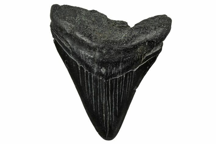 Juvenile Megalodon Tooth - South Carolina #340643